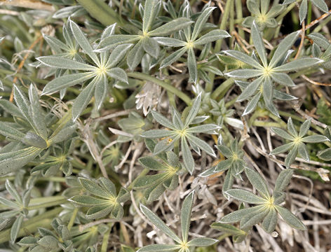 Image of mountain bush lupine