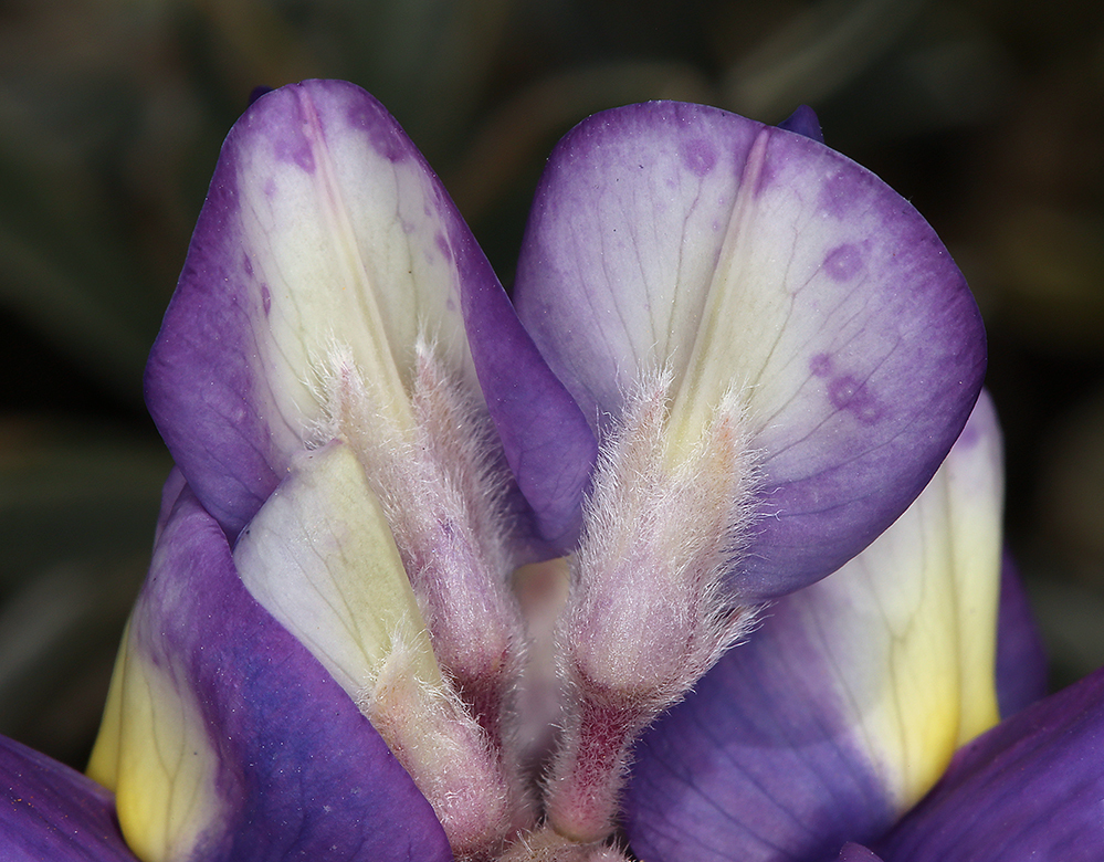 Imagem de Lupinus excubitus subsp. austromontanus (A. Heller) R. M. Beauch.