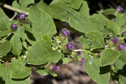 Imagem de Arctium minus (Hill) Bernh.