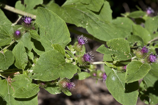 Image of common burdock