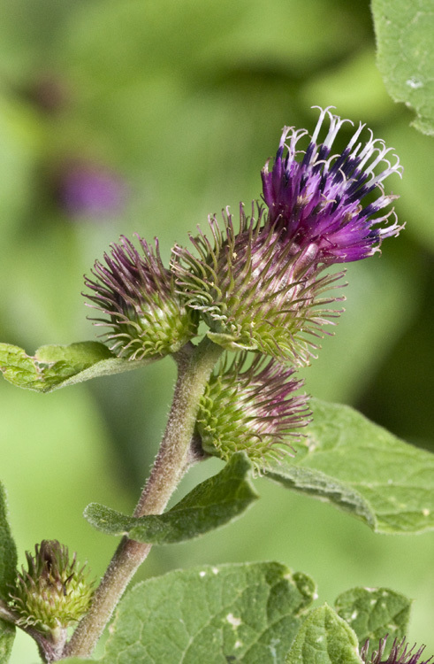 Imagem de Arctium minus (Hill) Bernh.