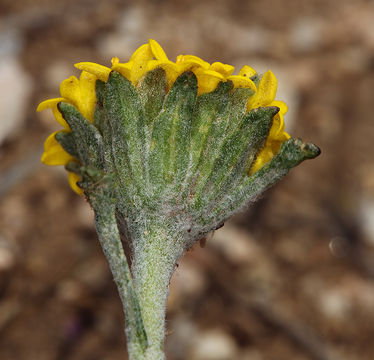 Image of yellow pincushion