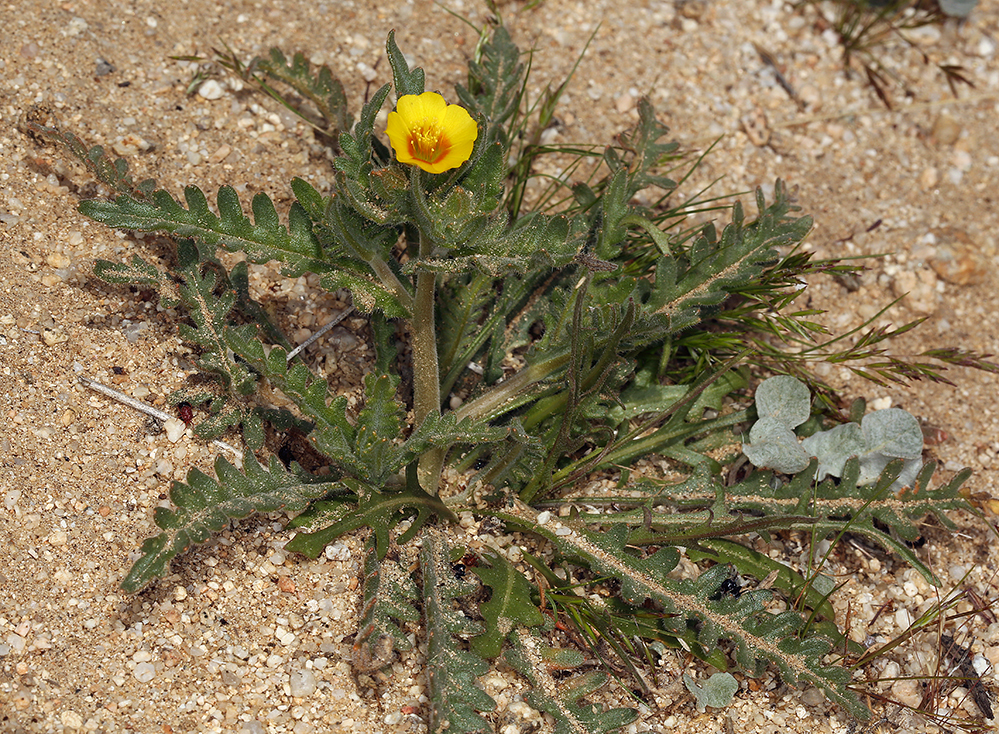 Image of Veatch's blazingstar