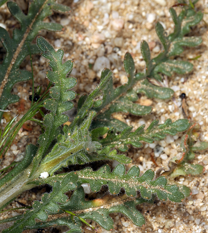 Image of Veatch's blazingstar