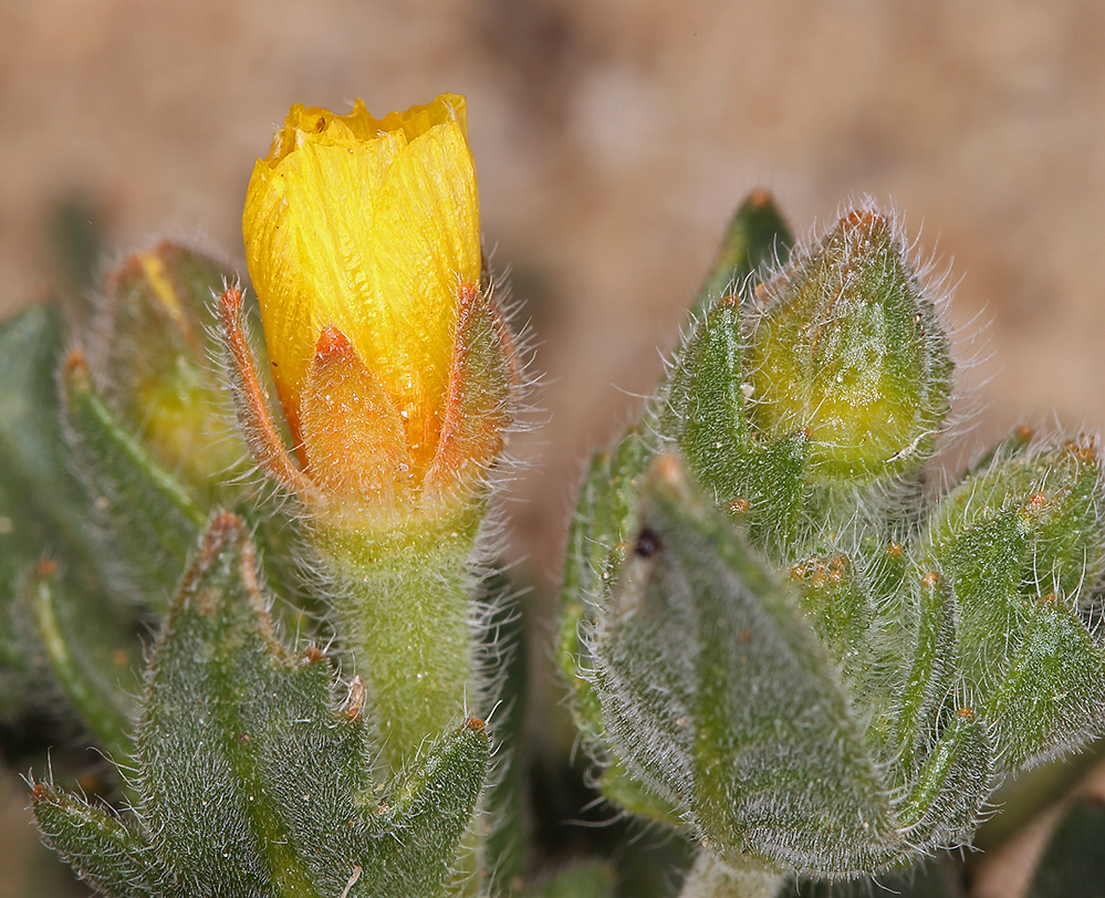 Image of Veatch's blazingstar