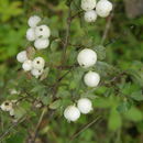 Image of Palmer's snowberry