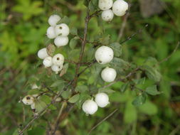 Image of Palmer's snowberry