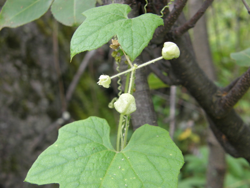 Image de Sicyos laciniatus L.