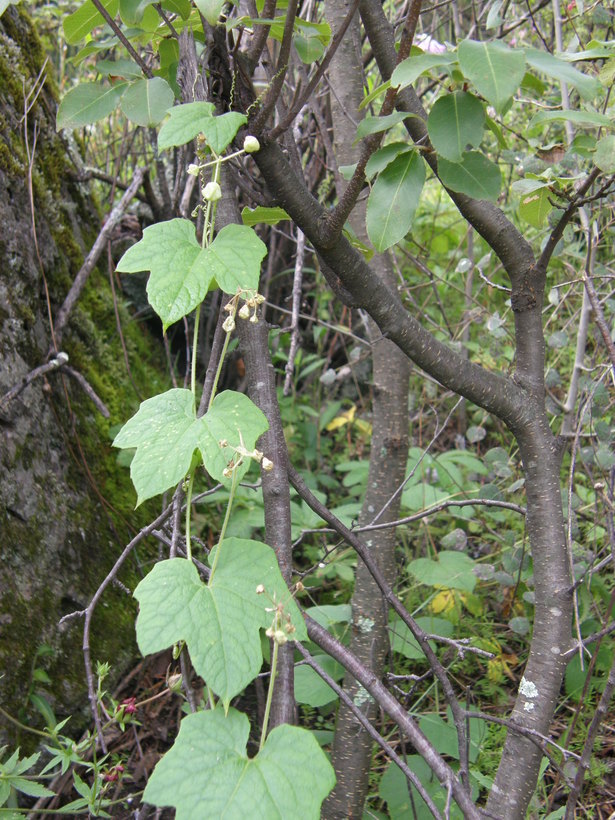 Image de Sicyos laciniatus L.