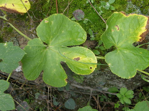 Image de Sicyos laciniatus L.