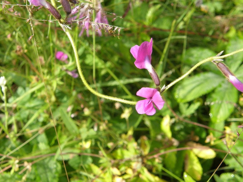 Image of longleaf cologania