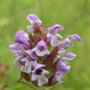 Image of common selfheal