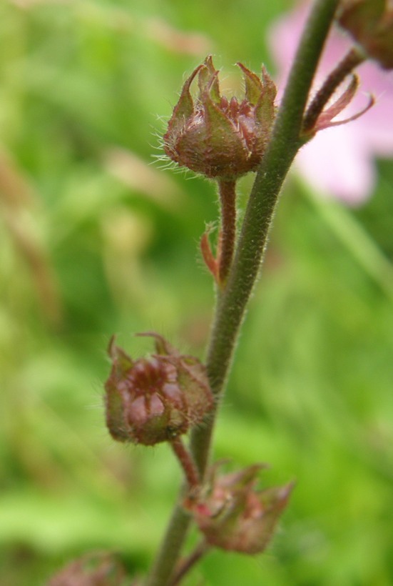 Image of salt spring checkerbloom