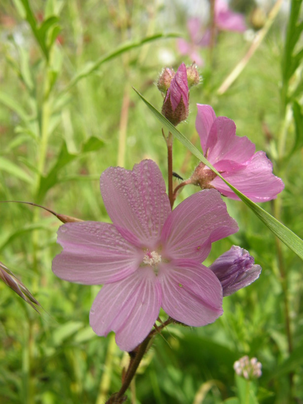 Imagem de Sidalcea neomexicana A. Gray