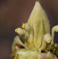 Image of Joshua tree