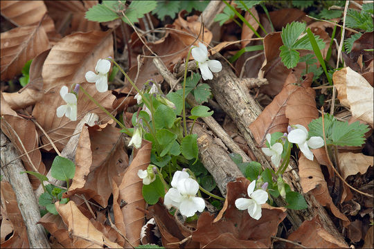 Image of teesdale violet