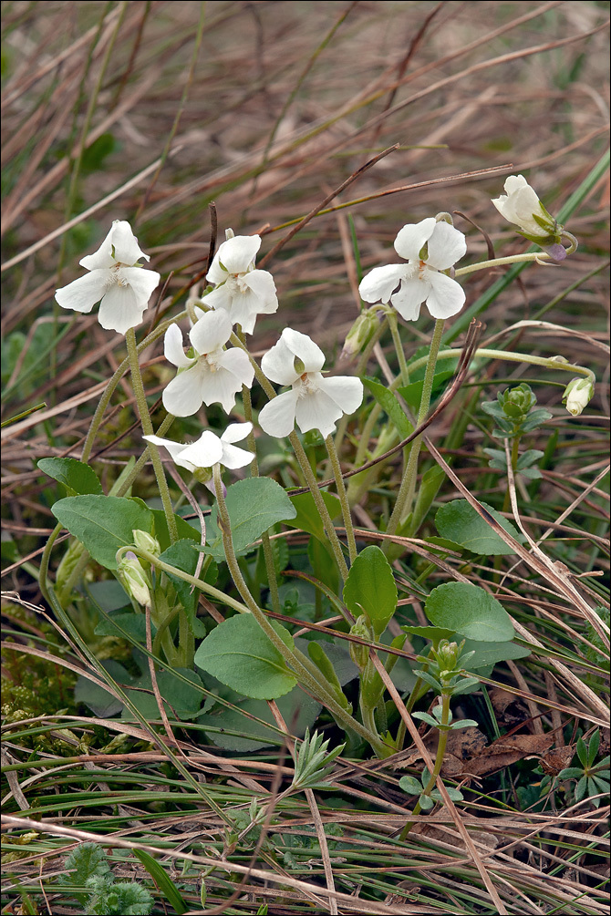 Viola rupestris F. W. Schmidt resmi