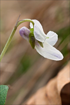 Image of teesdale violet