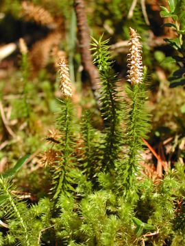 Imagem de <i>Lycopodium annotinum</i>