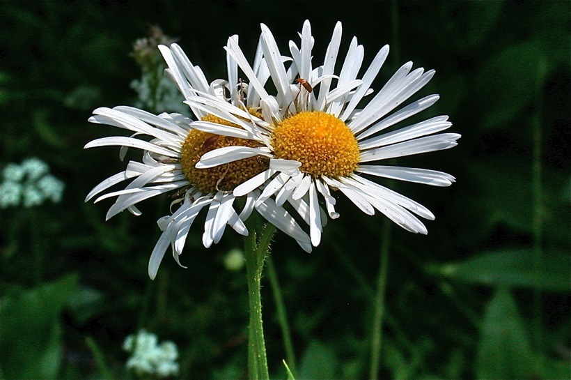 Image of large mountain fleabane