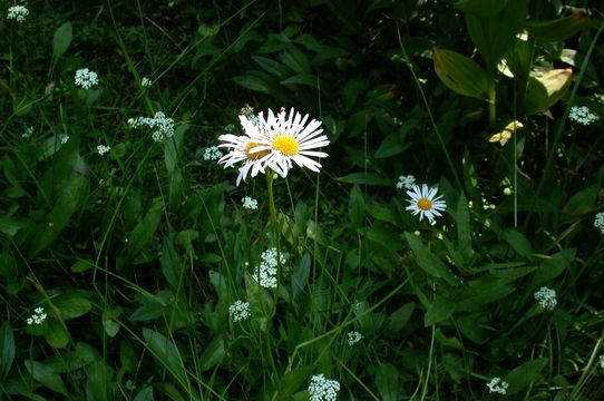 Image of large mountain fleabane