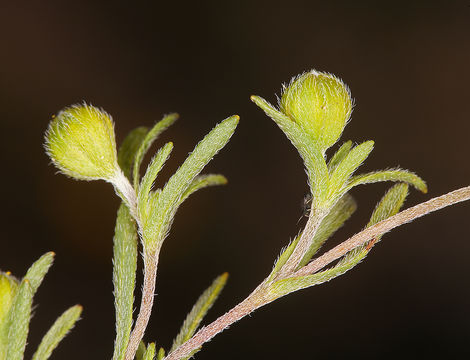 Lasthenia gracilis (DC.) Greene的圖片