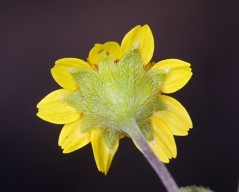 Lasthenia gracilis (DC.) Greene的圖片