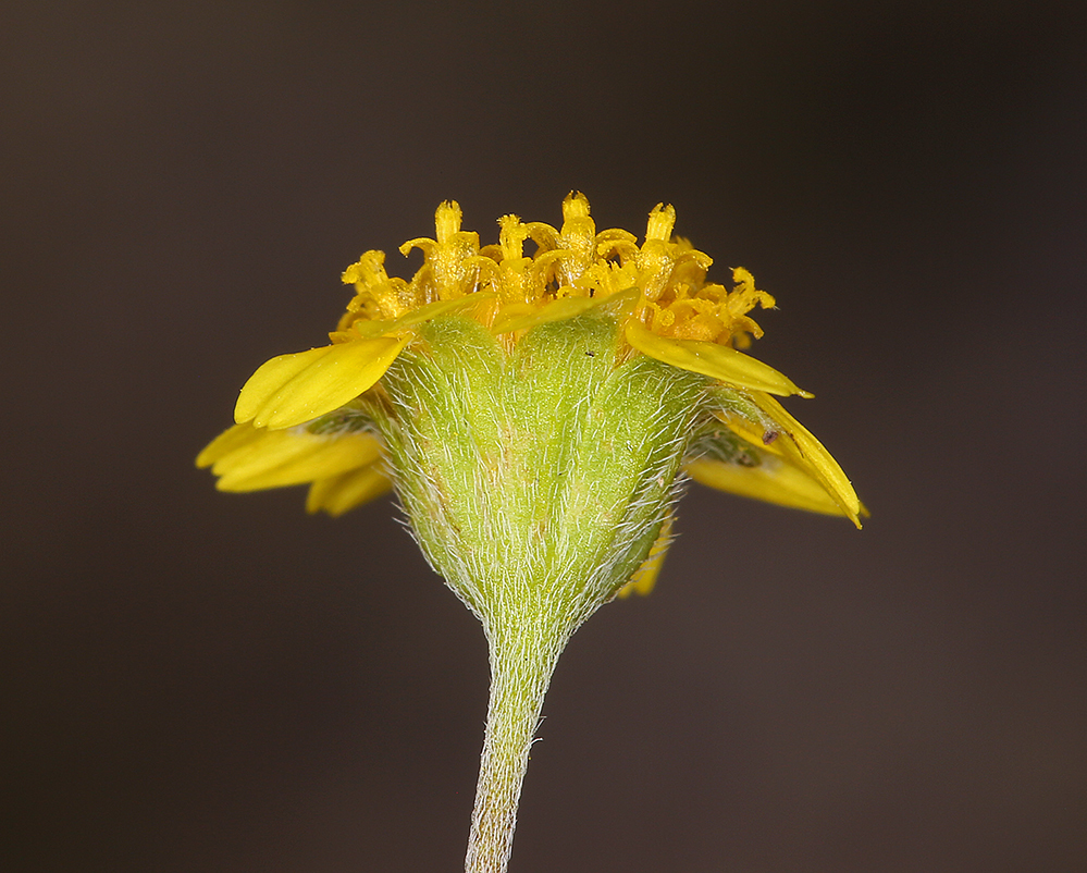 Lasthenia gracilis (DC.) Greene的圖片