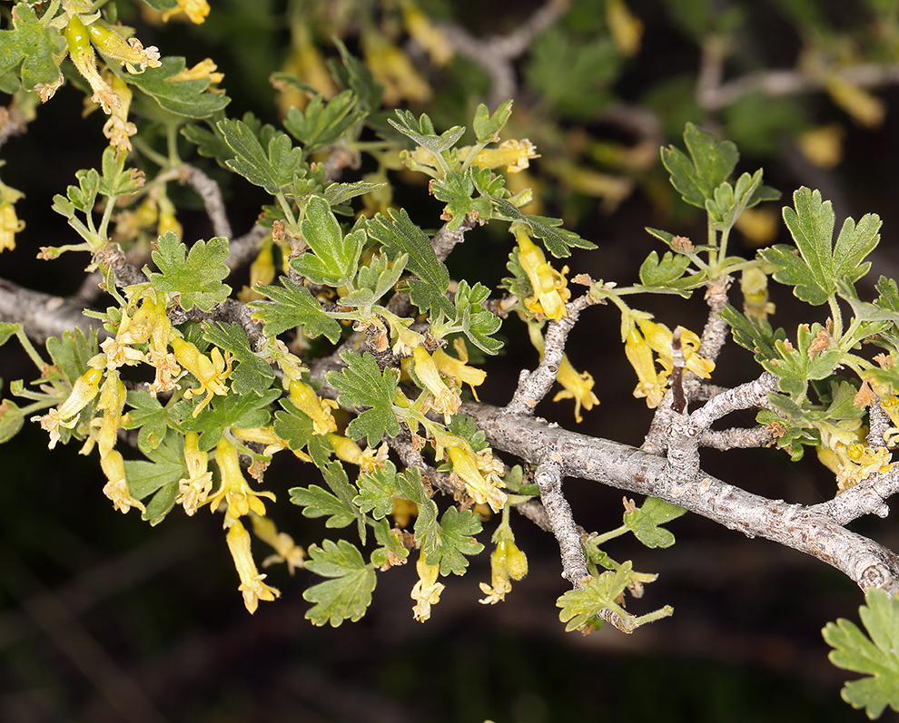 Image of rock gooseberry