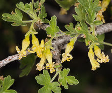 Image of rock gooseberry