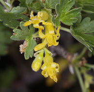 Image of rock gooseberry