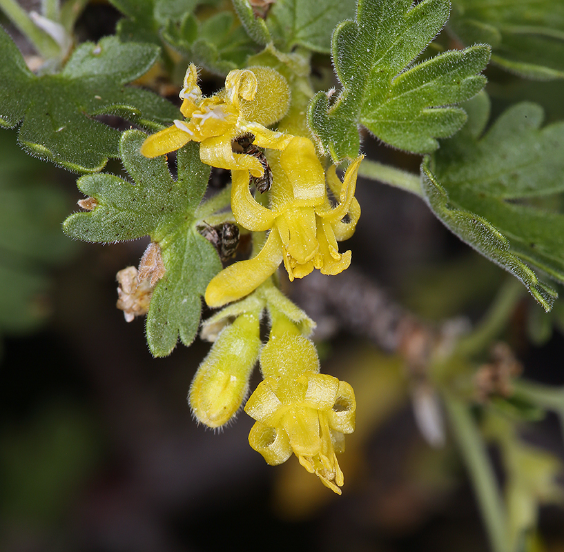 Image of rock gooseberry