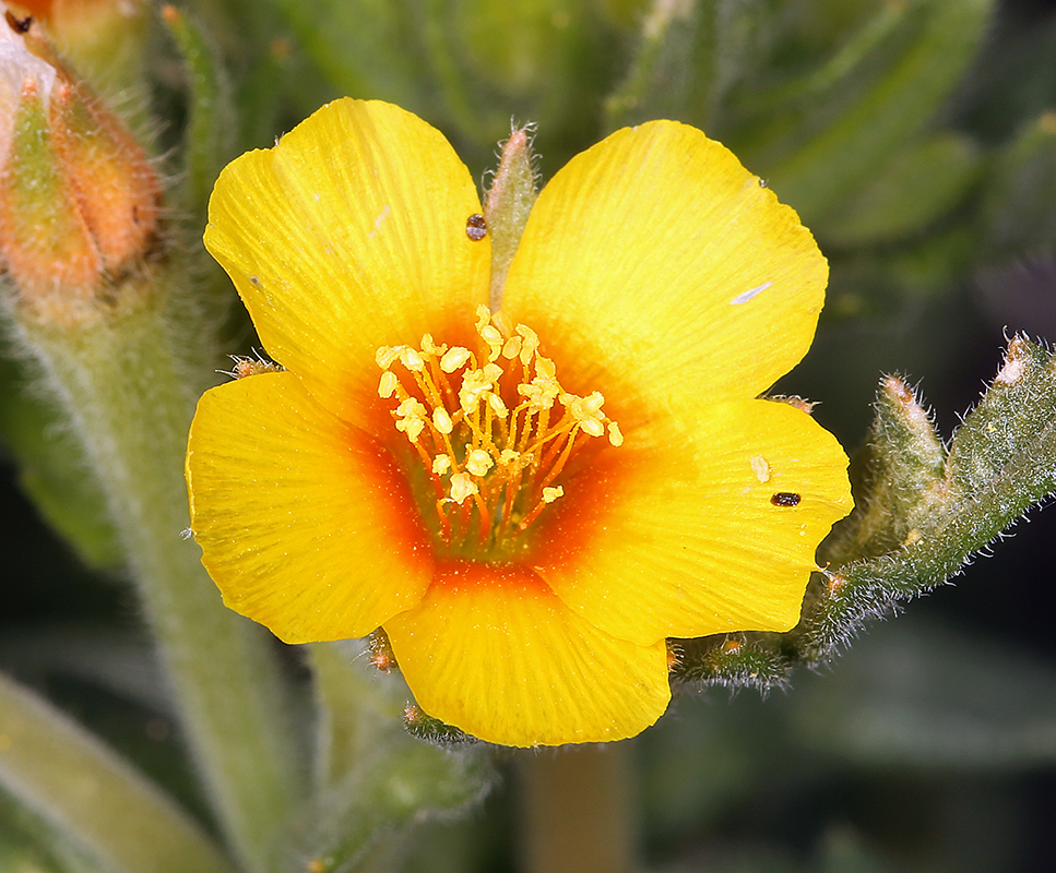 Image of Veatch's blazingstar