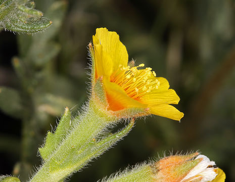 Image of Veatch's blazingstar