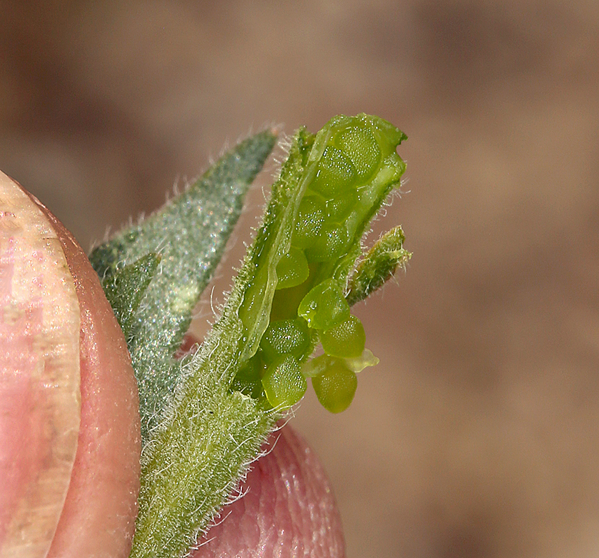 Image of Veatch's blazingstar