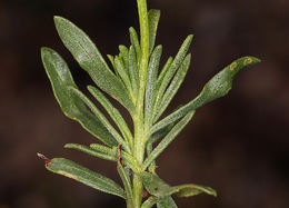 Image of narrowleaf goldenbush