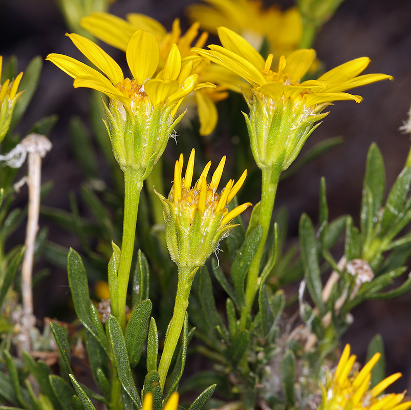 Image of narrowleaf goldenbush