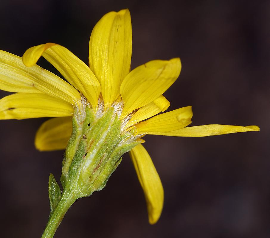 Image of narrowleaf goldenbush