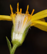 Image of narrowleaf goldenbush