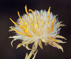 Image of narrowleaf goldenbush