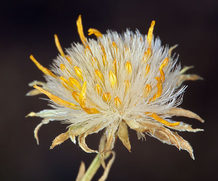 Plancia ëd Ericameria linearifolia (DC.) L. E. Urbatsch & J. R. Wussow