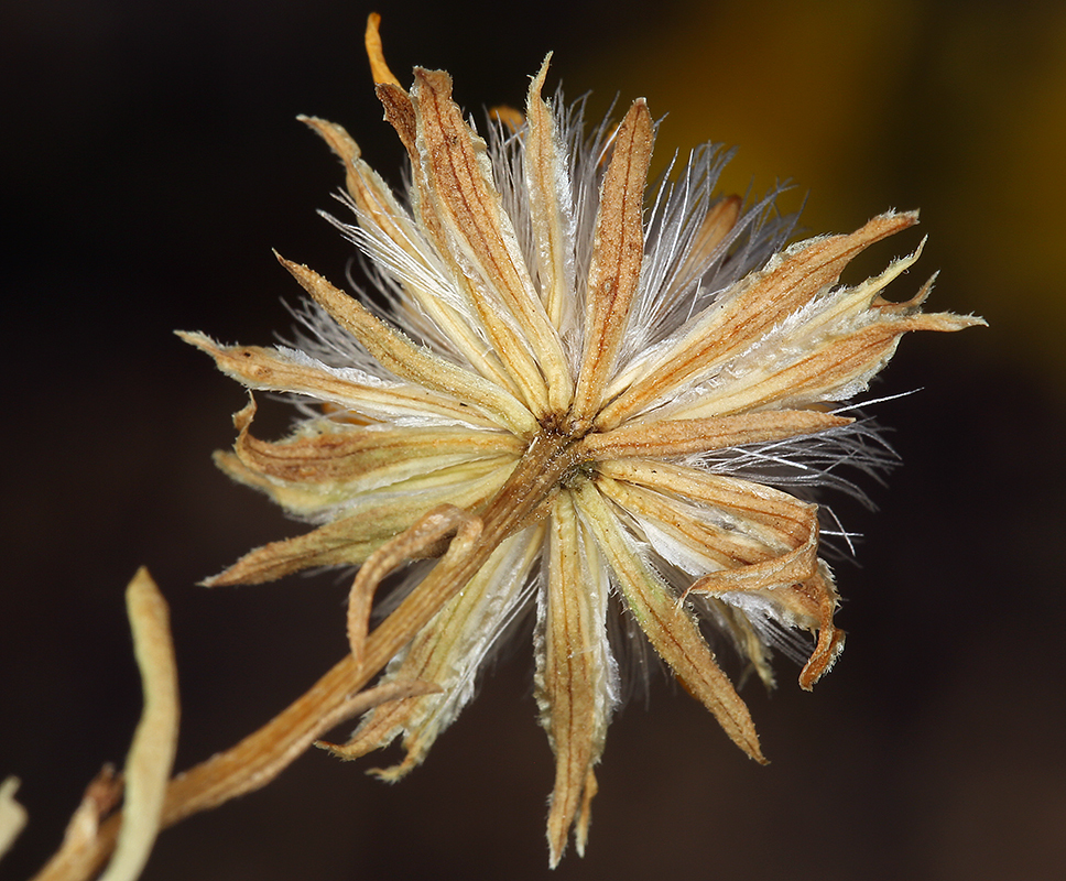 Image of narrowleaf goldenbush