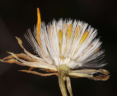 Image of narrowleaf goldenbush