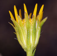 Image of narrowleaf goldenbush