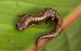 Image of Yucatan Mushroomtongue Salamander