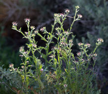 Imagem de Centaurea melitensis L.