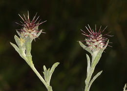 Image of Maltese star-thistle