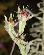 Image of Maltese star-thistle