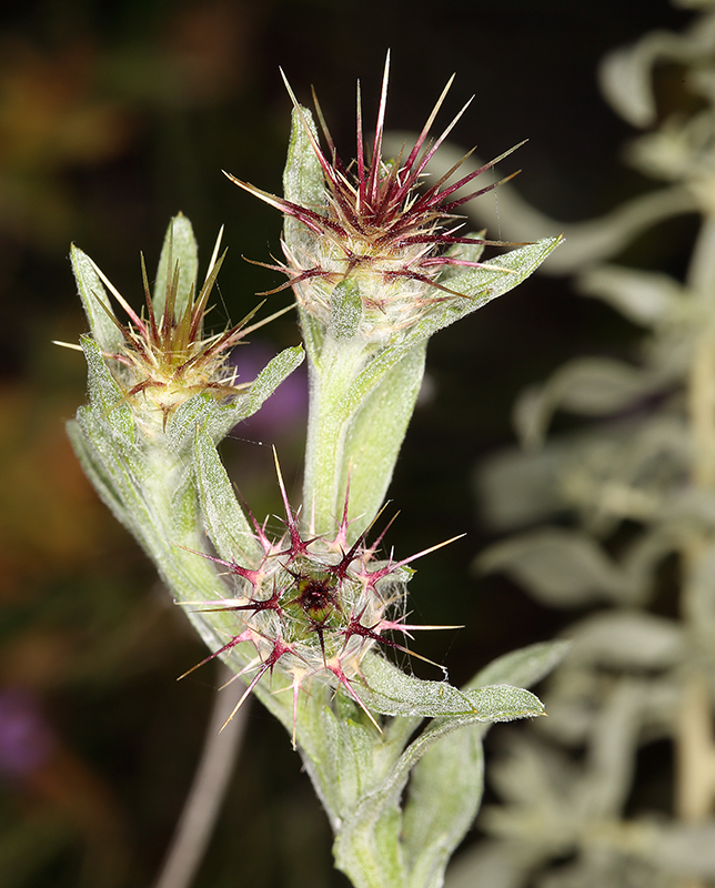 Imagem de Centaurea melitensis L.