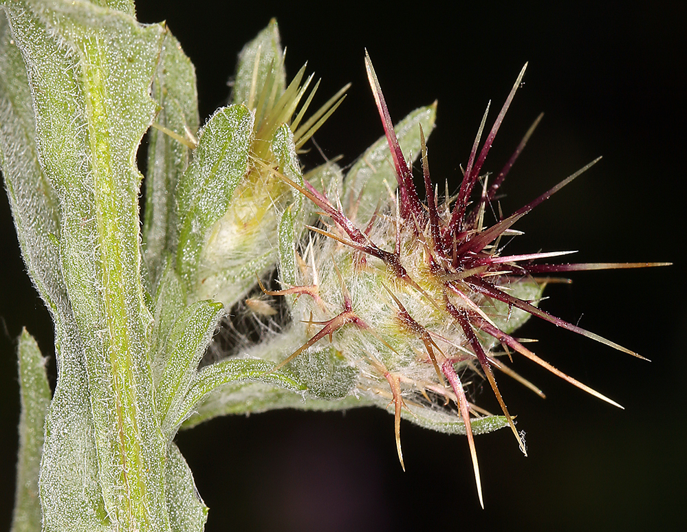 Image of Maltese star-thistle